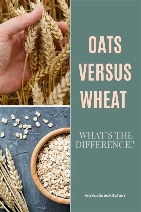 are oats similar to wheat